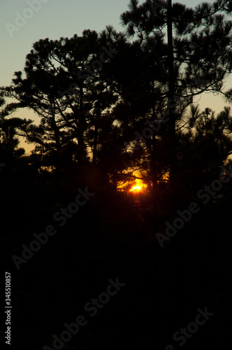 Sunset through a forest of Canary Island pine Pinus canariensis. Alsandara Mountain. Integral Natural Reserve of Inagua. Tejeda. Gran Canaria. Canary Islands. Spain. © Víctor