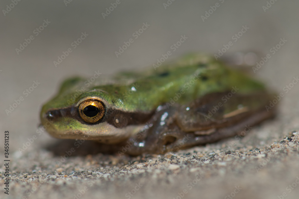 Mediterranean tree frog Hyla meridionalis. The Nublo Rural Park. Gran Canaria. Canary Islands. Spain. Mediterranean tree frog Hyla meridionalis. The Nublo Rural Park. Gran Canaria. Canary Islands. Spain.