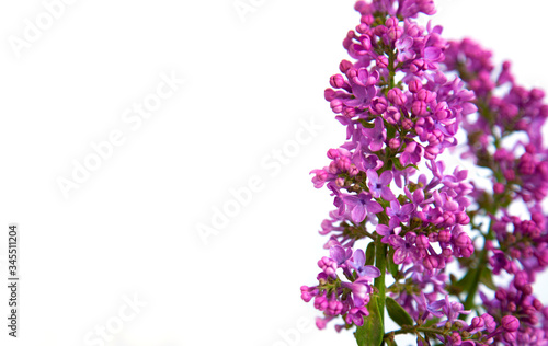 Bouquet of lilac flowers in a vase on a white background backdrop.