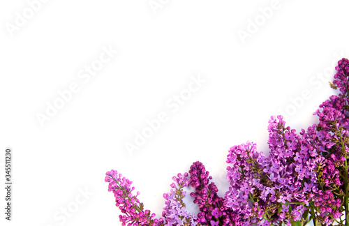 Bouquet of lilac flowers in a vase on a white background backdrop.