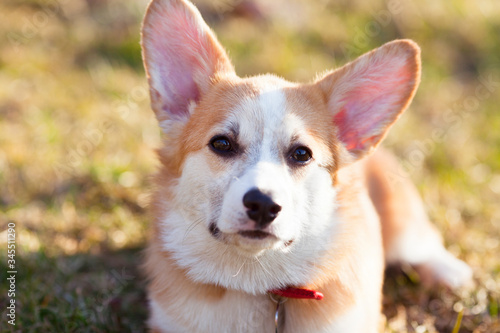 Corgi dog portrait. Close up of cute corgi face. Red dog-collar. Blur background. Pet care concept.