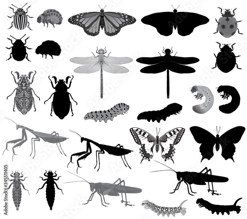Collection of insects in black-white image and silhouette: grasshopper, caterpillar, mantis, ladybug (ladybird), butterfly (swallowtail, machaon, monarch), dragonfly, colorado beetle, june bug