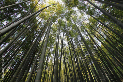 look up from the bamboo grove. Damyang  South Korea
