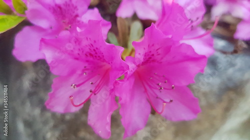 purple flower in the garden