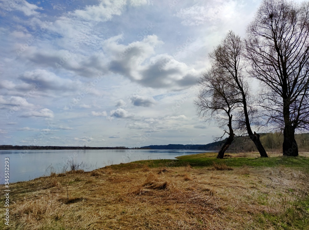 unusual trees by the river on a sunny day against a beautiful blue sky with clouds unusual trees by the river on a sunny day against a beautiful blue sky with clouds