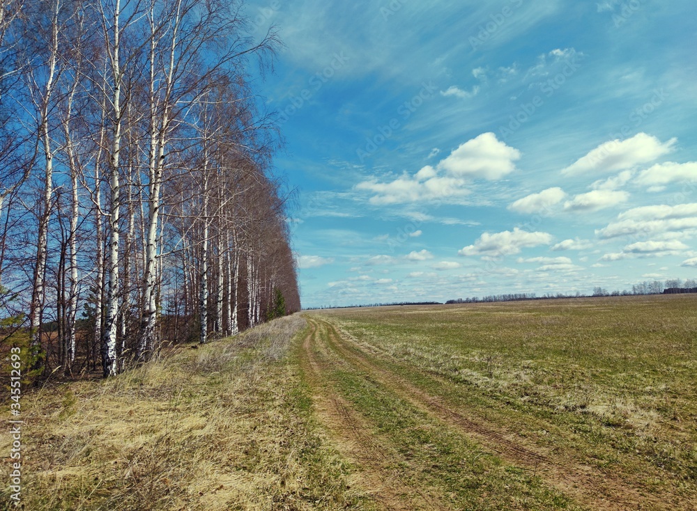 road in a field near a slender row of birches against a blue sky with clouds