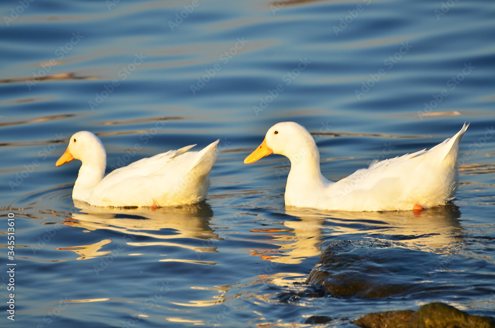 two white ducks