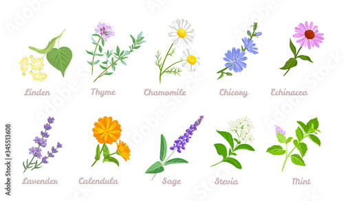 Medical herbs set. Vector flat illustration of Linden, Thyme, Chamomile, Chicory, Echinacea, Lavender, Calendula, Sage, Stevia, Mint isolated on white background. Cartoon healing plants and flowers.