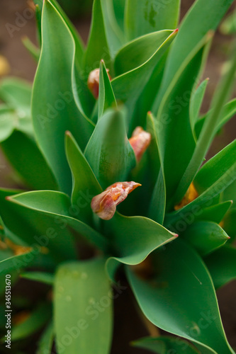 close up of a plant tulips