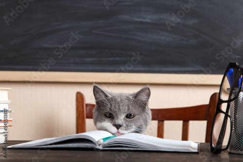Fototapeta Naklejka Na Ścianę i Meble -  Grey cat sits at a table with books and notebooks, studying at home. Concept for teacher's day, education for pet.