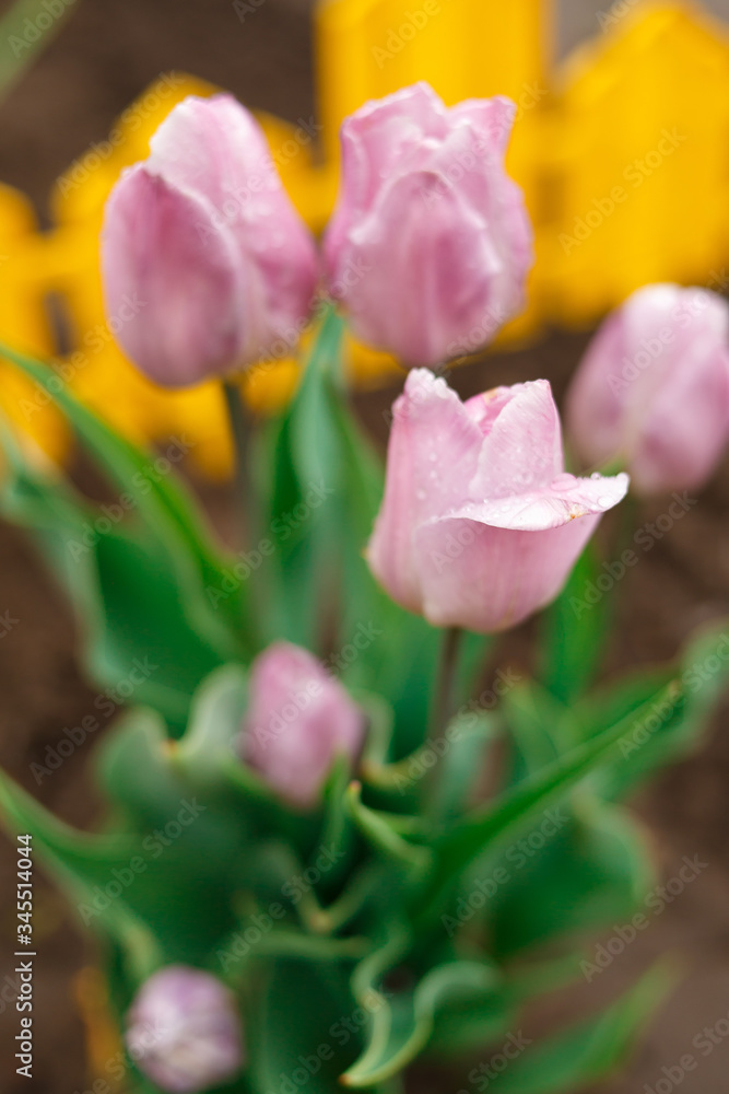 pink tulips in the garden