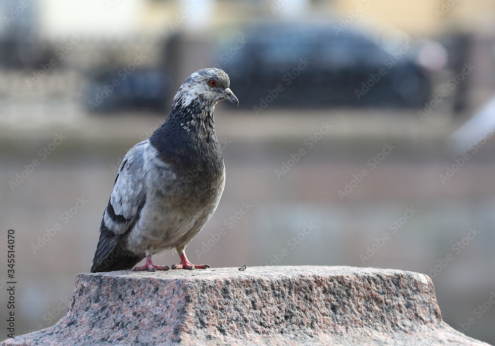 Obraz premium The speckled pigeon is sitting on the granite surface