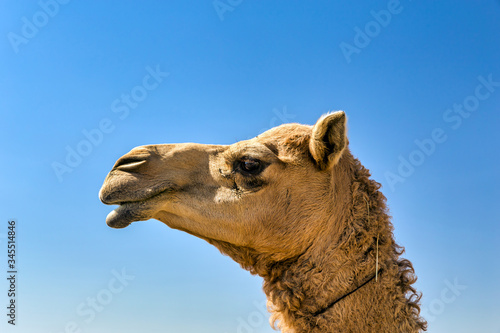 Camel Head Closeup Portrait in Desert.