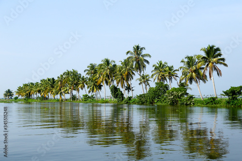 coconut trees on the shore of the river