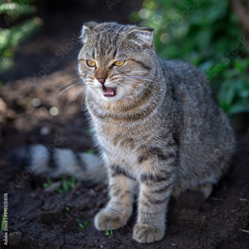 Wallpaper Mural Portrait of a beautiful cat outdoors Torontodigital.ca