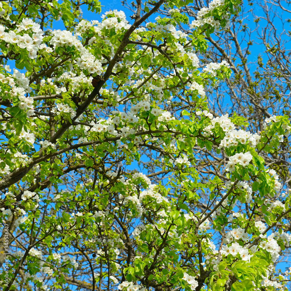 Flowering branch of pear. blooming spring garden. Flowering branch of pear. blooming spring garden.