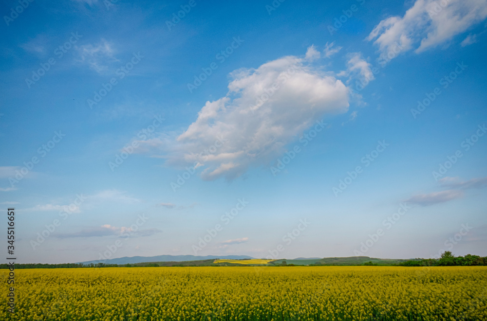 Yellow rapeseed field in bloom at spring Yellow rapeseed field in bloom at spring