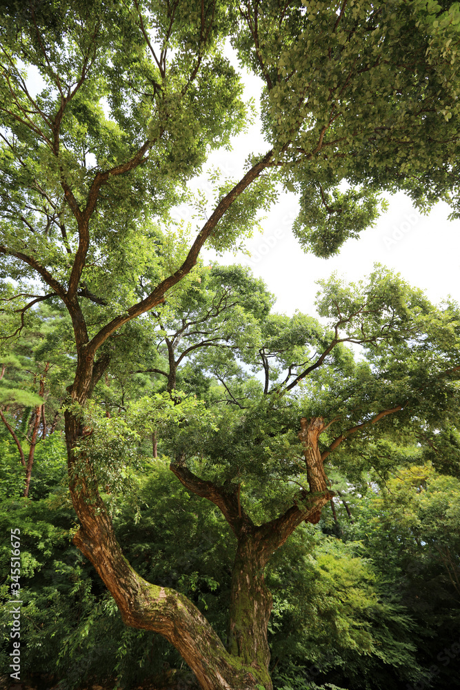 Fototapeta premium Big tree in the forest