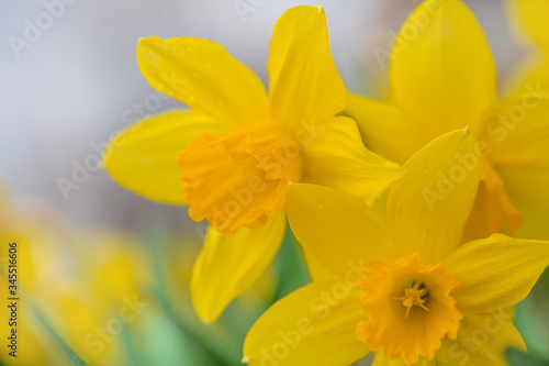 Fototapeta Naklejka Na Ścianę i Meble -  Yellow flower on a blurred background. Photo with shallow depth of field. The concept of spring mood. Close-up photo.