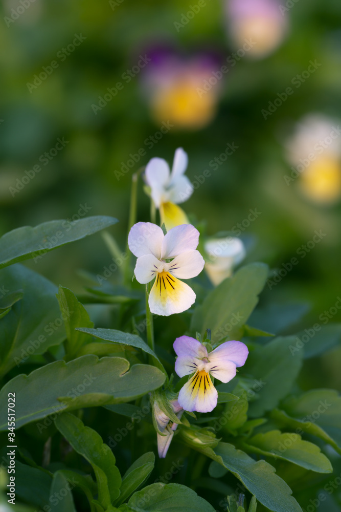Fototapeta premium Blooming heartsease, Viola tricolor, flowers