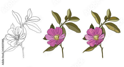 Set of vector illustration of flowers. Helleborus flowers on a white background. Floral element of pink color. Can be used for printing, websites, textiles, wrapping paper, textiles, design.
