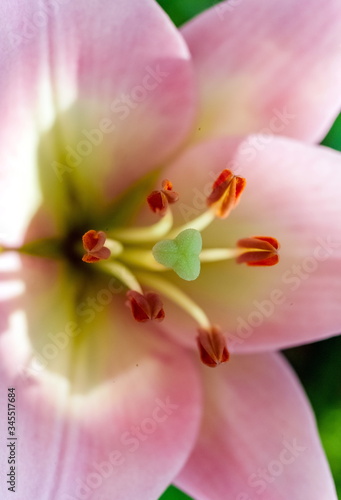 Pistil and stamens of pink Lily flower close up in the garden