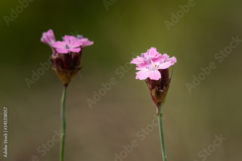 Closeup of a Carthusian pink flower in springtime