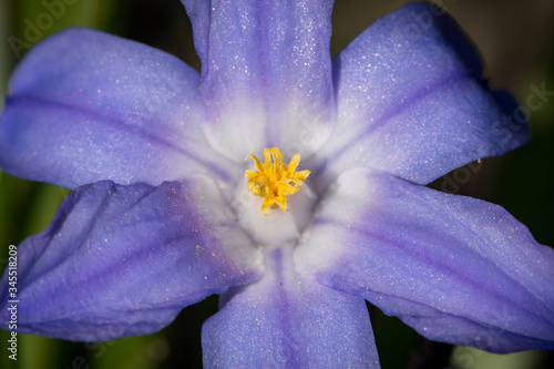 Glory of the snow flower (Chionodoxa luciliae) in spring photo