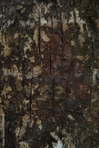 bark of a tree