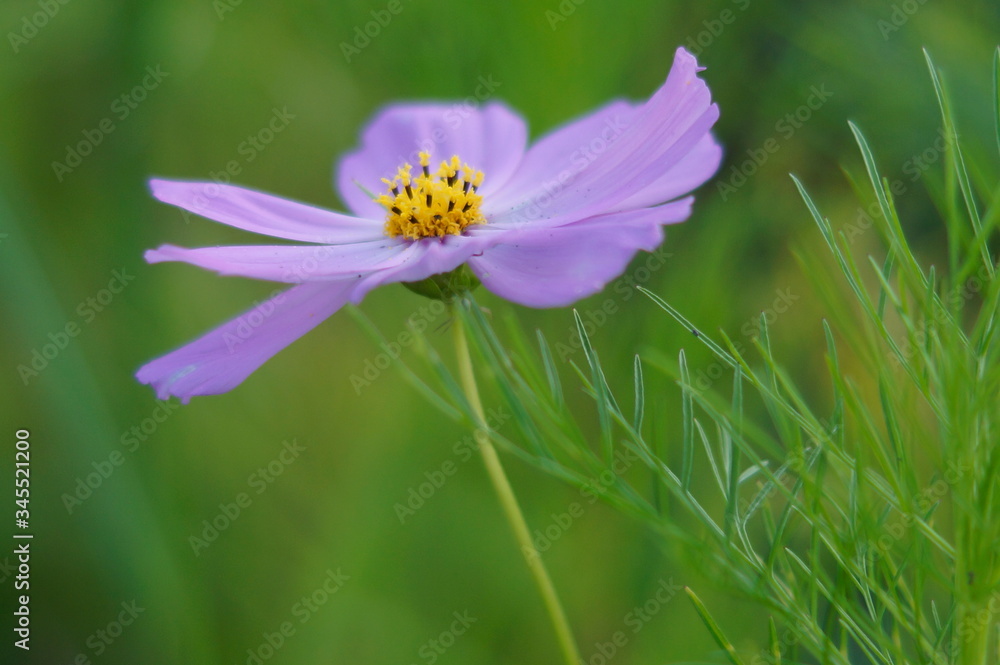 pink cosmos flower