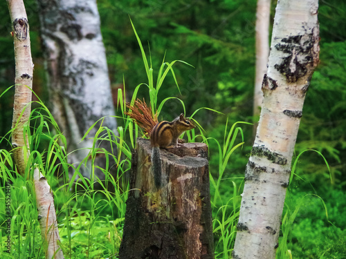 chipmunk on a stump in the forest