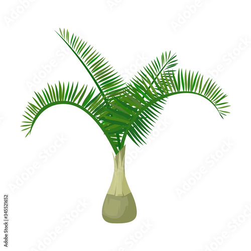 Palm tree vector icon.Cartoon vector icon isolated on white background palm tree.