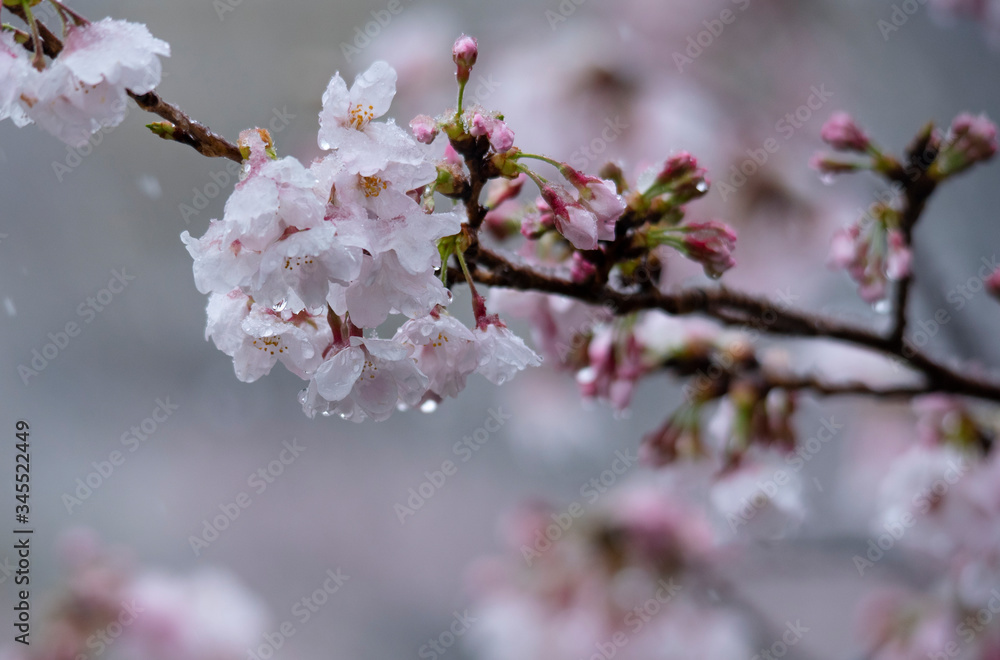 Snow cherry Cherry Blossoms In full bloom flower Snow cherry Cherry Blossoms In full bloom flower