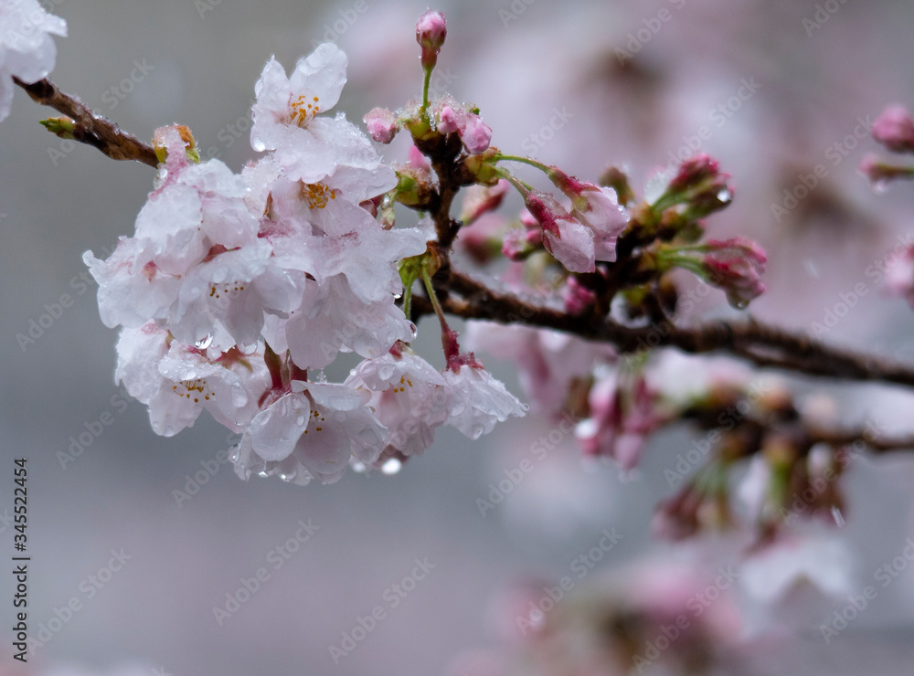 Snow cherry Cherry Blossoms In full bloom flower Snow cherry Cherry Blossoms In full bloom flower