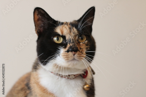 portrait of the face of a family pet tortoiseshell calico cat wearing a red collar against a bright background looking cranky, annoyed and proud in a family home.