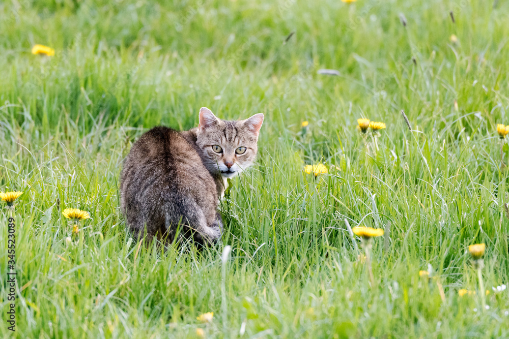 Wildkatze Hybrid