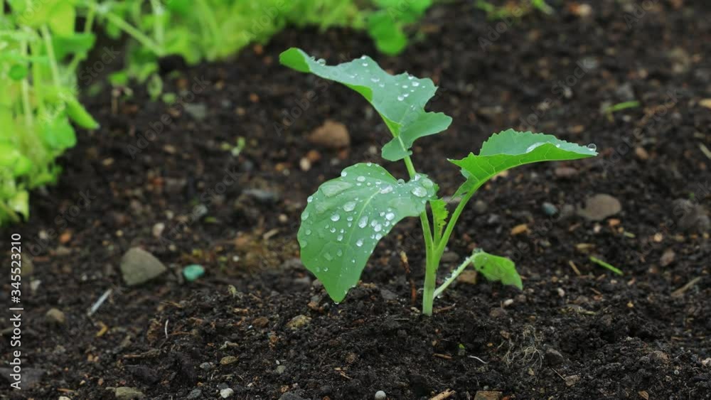 畑に植えられた野菜の苗 家庭菜園 栽培 イメージ 畑に植えられた野菜の苗 家庭菜園 栽培 イメージ