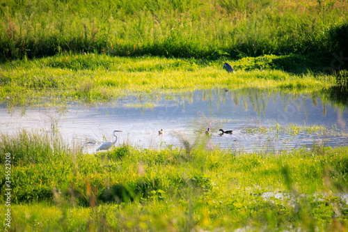 새가 보이는 웅덩이 주변의 아름다운 풍경 © 재봉 황