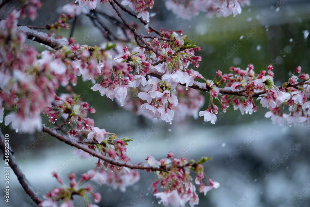 Snow cherry　Cherry Blossoms　In full bloom　flower