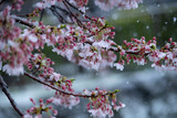 Snow cherry　Cherry Blossoms　In full bloom　flower