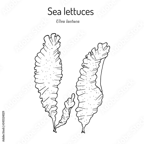 Sea lettuce ulva lactuca , edible seaweed
