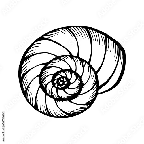 Seashells.  Hand drawn vector illustration in sketch style.