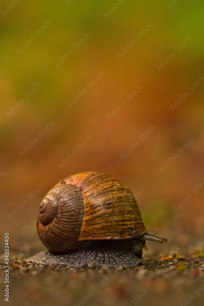 Eine Weinbergschnecke eingerollt, Helix pomatia Eine Weinbergschnecke eingerollt, Helix pomatia