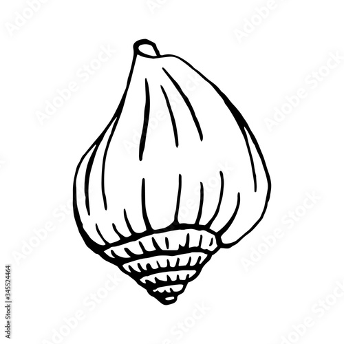Seashells.  Hand drawn vector illustration in sketch style.