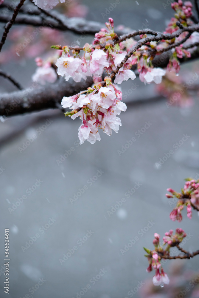 Snow cherry Cherry Blossoms sakura In full bloom flower Snow cherry Cherry Blossoms sakura In full bloom flower
