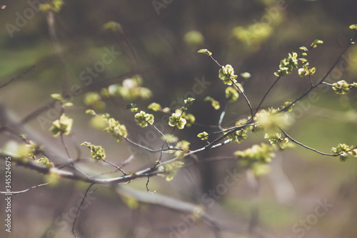 Green tree branches in spring, flora, natura