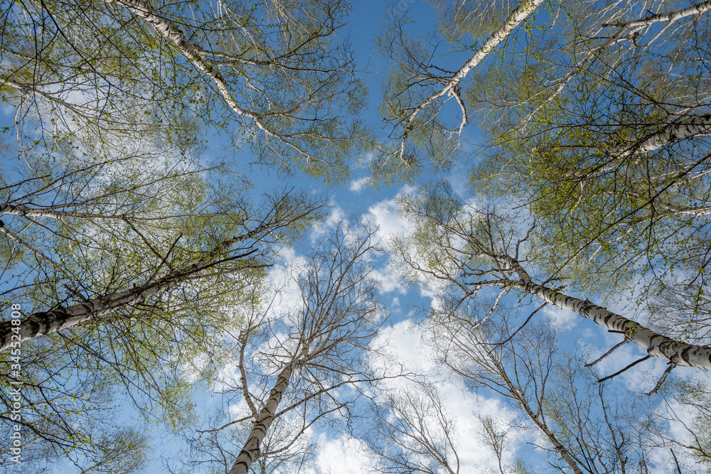 The tops of white birches with the first green foliage rush to the heights against the background of a blue spring sky and white clouds. The tops of white birches with the first green foliage rush to the heights against the background of a blue spring sky and white clouds.