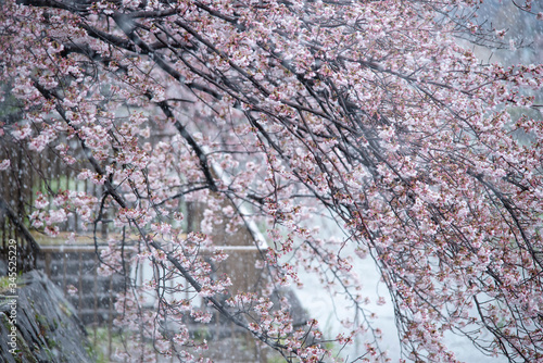 Snow cherry Cherry Blossoms sakura In full bloom flower