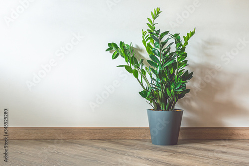 Home plant Zamioculcas  also known as Zanzibar gem in home interior with copy space