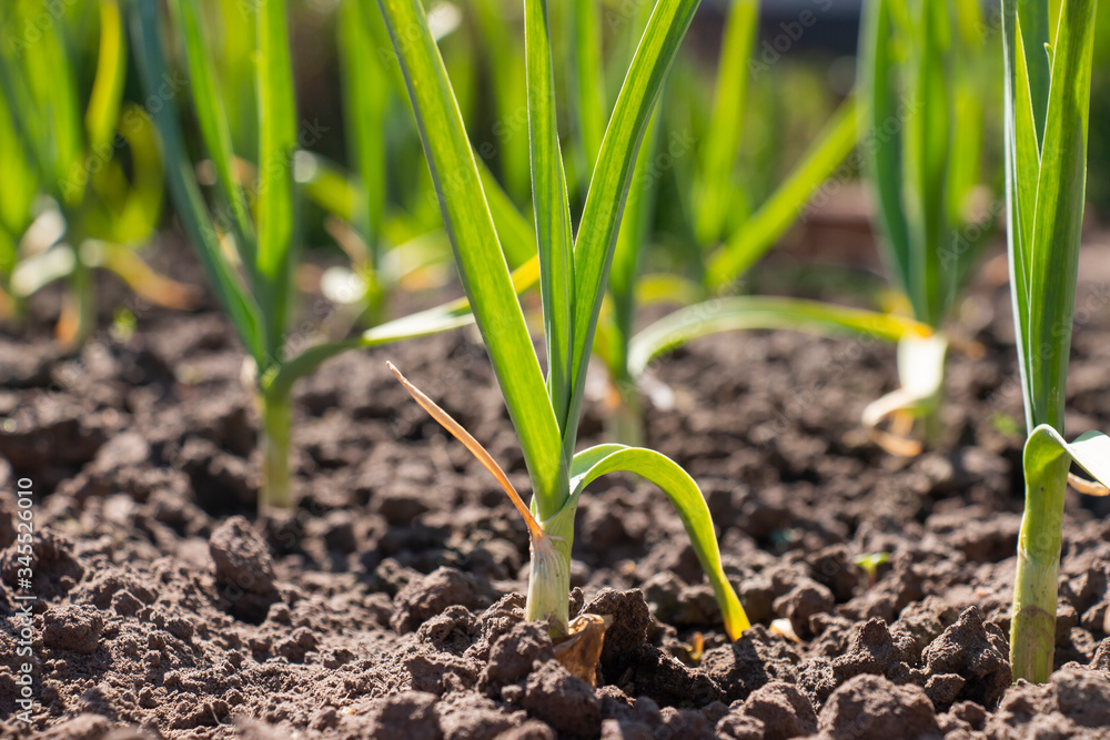winter garlic seedlings on beds in the spring. winter garlic seedlings on beds in the spring.